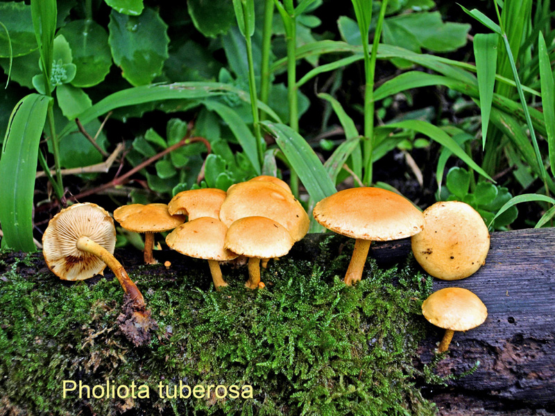 Agrocybe arvalis-amf183.jpg - Agrocybe arvalis ; Syn: Agrocybe tuberosa ; Nom français: Agrocybe à sclérote